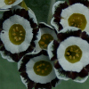 Primula Auricula Teem - Abriachan Nurseries
